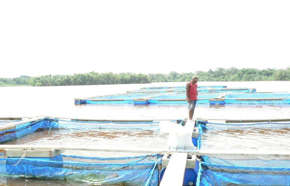 Development Issues Land Disputes. Tilapia initially NOT locally accepted as product. Development of Import Protocols via NZ & Australia standards. Isolated farming location.