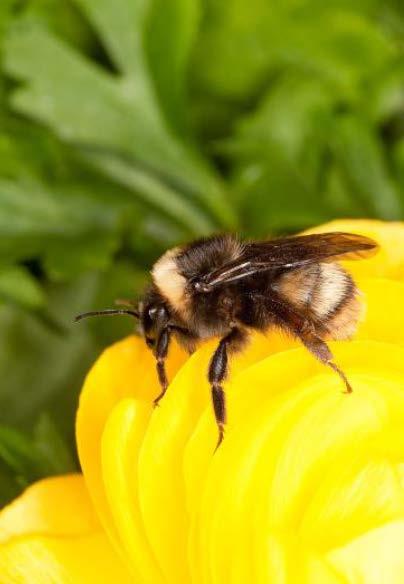 Western Bumble Bee Generalist pollinators that do not depend on any specific flower type Certain plants rely solely on western bumble bees for pollination Ability to perform buzz pollination which is