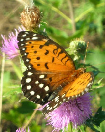 Regal Fritillary Prairie-specialist butterfly Various violet species vital for survival Food source for larva Life cycle coincides with perennial violet foliage in the spring