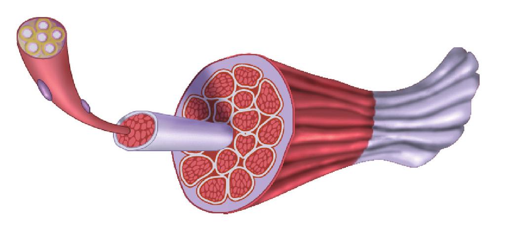 The uncovering of the active sites allows myosin heads to bind to the actin active sites, initiating a movement of the myosin head toward the center of the sacromere.