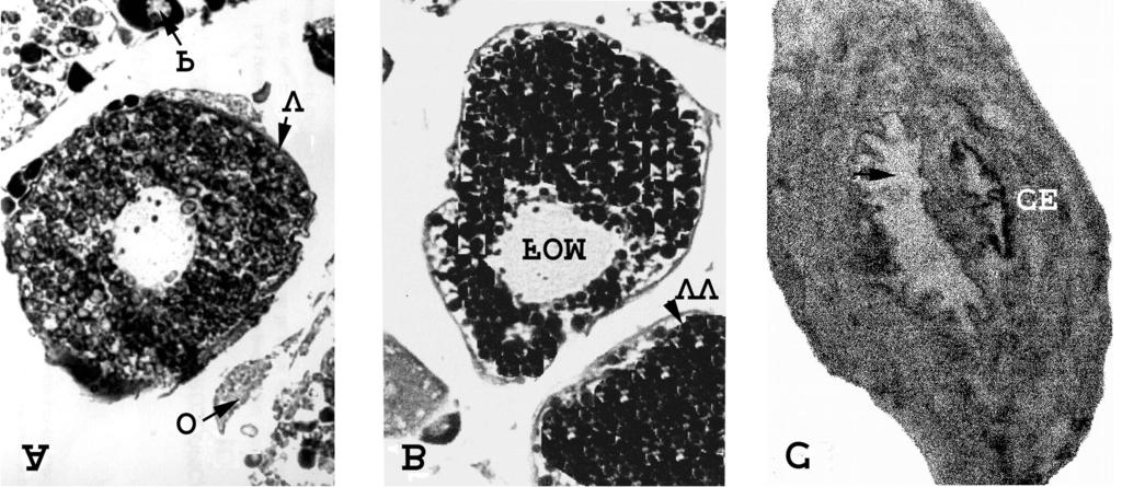 GONADAL DEVELOPMENT AND SEXUAL DIMORPHISM OF GOBIOMORUS DORMITOR CS FE Figure 1. Histological sections of the urogenital aparatus of female Gobiomorus dormitor.