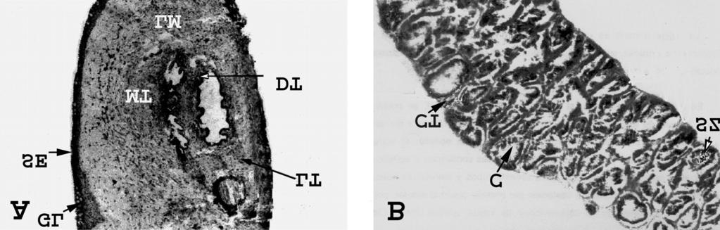 HERNÁNDEZ-SAAVEDRA ET AL. Figure 2. Histological sections of accessory gonadal organs in male Gobiomorus dormitor.