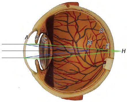 Figure 1: Eye model showing the cornea (A), the iris and the pupil (B), the crystalline lens (C), the retina (D).
