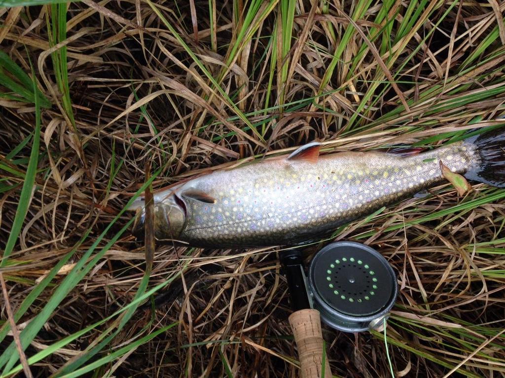 CCTU member Fran Smith recently caught this nice brook trout on the Roach River in Maine (Fran Smith Photo) FLY FISHING MOVIE Our Friends at the Cape Cod Flyrodders Club are sponsoring a movie where