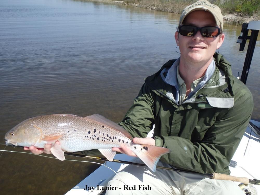 beautiful redfish you've ever seen. We found them on grassy bottom in the Big Lagoon. All the fish were beefy.
