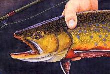 ! BROOKIE NEWS <<< Illustration One Last Look - Brook Trout courtesy of Bob White of Whitefish Studio Newsletter of The Central Wisconsin Chapter of Trout Unlimited (CWTU) December 2013 Prez Sez I