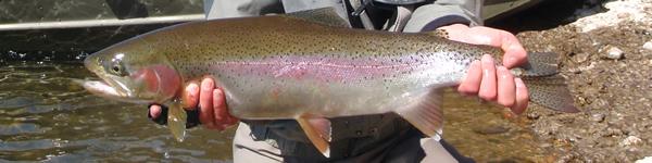 Fall fishing for big rainbows on the Upper Columbia River After the season ended on the St.