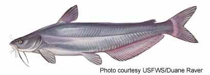 Blue Catfish Ictalurus furcatus Image source: