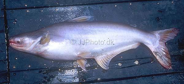 Iridescent shark - Pangasianodon hypophthalamus Image source: