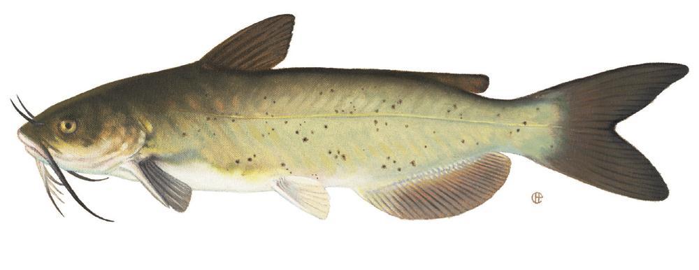 Channel Catfish Ictalurus punctatus Image source: