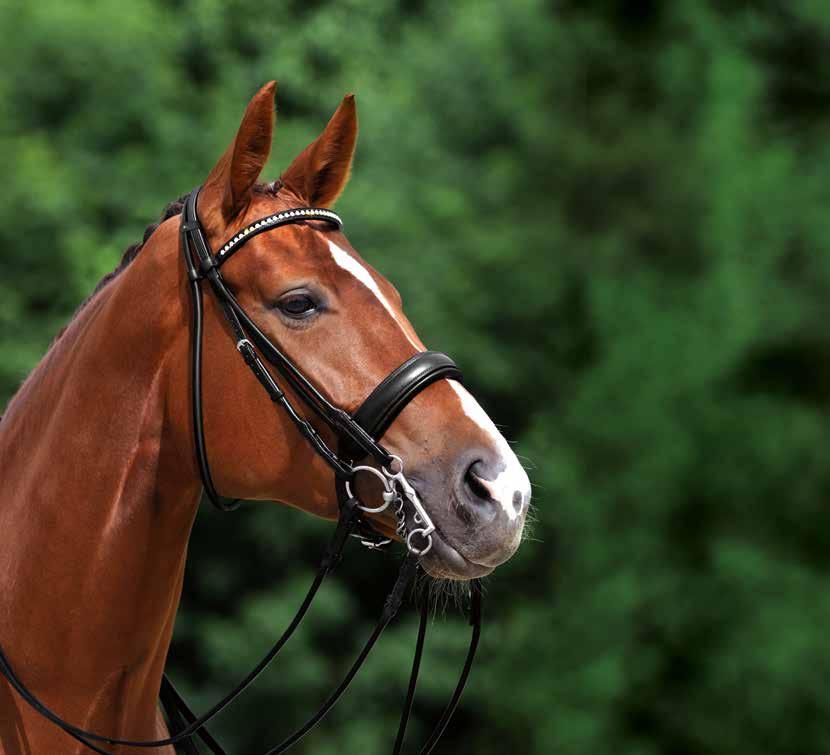 The Fortuna Double Bridle has innovative elastic inserts concealed on both sides under the browband.