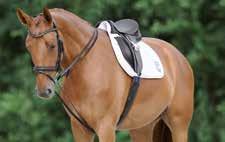 Hook Studs Leather Reins with One Side Rubber with Hook Studs Eventa Rein Rubber Reins with Stops with Hook Studs Web Bridle Reins with Leather Hand Grips and Stops with Buckles (for Juno) Web Bridle