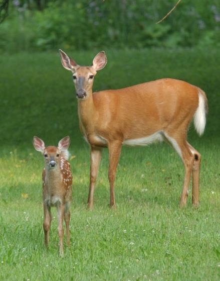 o Browsing and habitat surveys Impact Analysis o Baited camera surveys o Aerial surveys for deer using daytime or infrared technologies o Deer Condition Assessments from check stations o Deer aging o