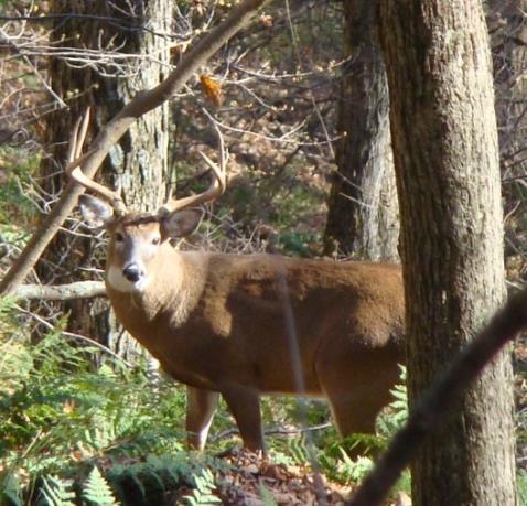 surveys o Tracking of statistics on deer-vehicle collisions, incidence of Lyme Disease, agricultural and landscape damage, and others variables Generate GIS maps of properties to aid in planning and
