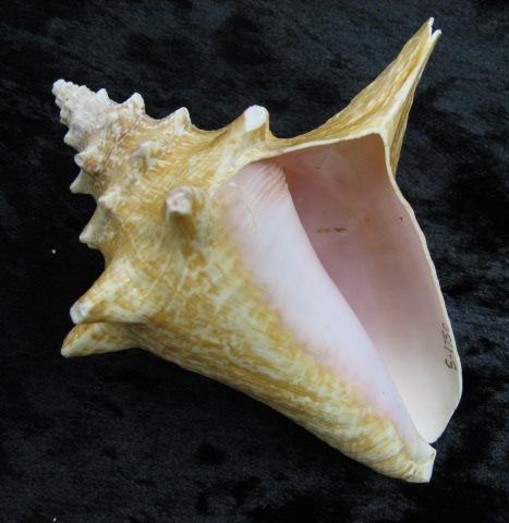 Specimen: Conch (S-1750) Physical description: Conchs have shells that can spiral to the left or right depending on the species. The shells can grow up to 12 inches long.