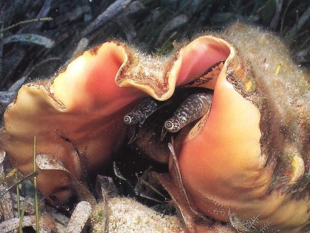 Diet/Feeding: Conchs graze on algae and sea grasses, which grow near the shore and around coral reefs. Movement: Conchs have a characteristic hopping motion.