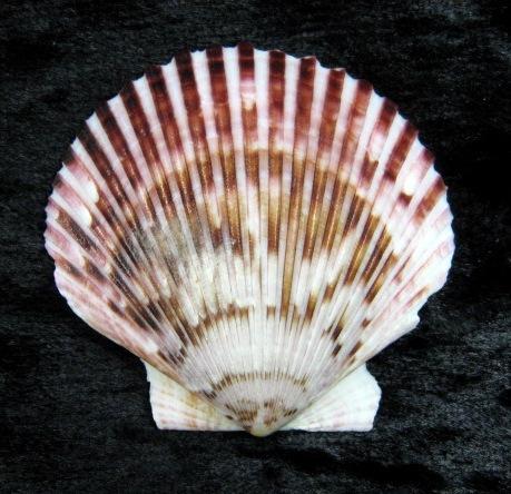 Specimen: Scallop (S-1733) Physical description: The scallop is best known for its distinctive shell. Two scallop-edged, fan-shaped shells enclose and protect each scallop.
