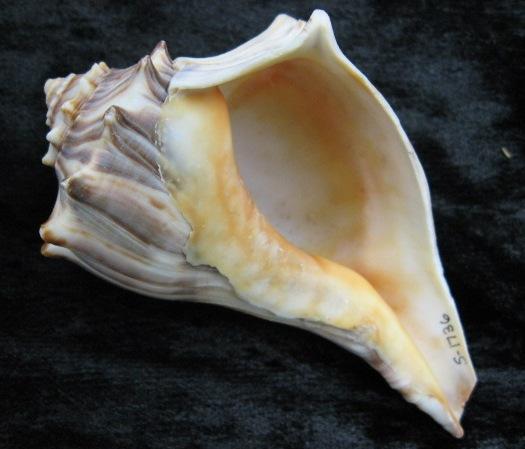 Specimen: Whelk (S-1736) Physical description: Whelk shells are generally light gray, tan or dull pink, often with brown and white streaks.