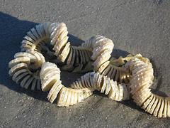 While the whelk spends most of its time safely closed inside its shell, the muscular foot and head are sometimes exposed.