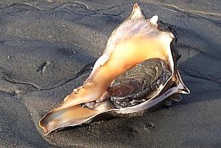 Diet/feeding: The head of the whelk includes two stalked eyes and a proboscis. The end of the proboscis has hard tooth-like structures called radula that are used to scrape algae from rocks.
