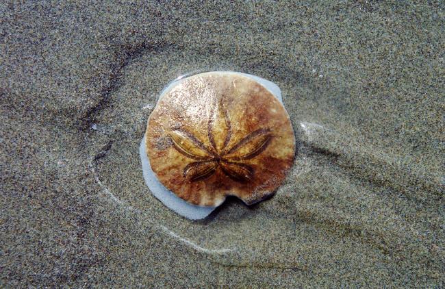 Specimen: Sand Dollar (IM-206) Physical description: The sand dollar is a round, flat, and small organism that grows to about 3 inches in diameter.