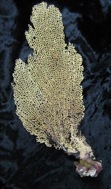 Specimen: Sea Fan (IM-184) Physical description: As the name suggests, the sea fan has a feathery branching form. While the sea fan resembles a plant, it is actually an animal.