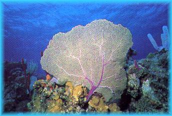 They can be many bright colors such as purple, red, or yellow. Habitat: Sea fans can be found everywhere from the deep sea floor to shallow coral reefs. Diet/feeding: Sea fans are filter feeders.
