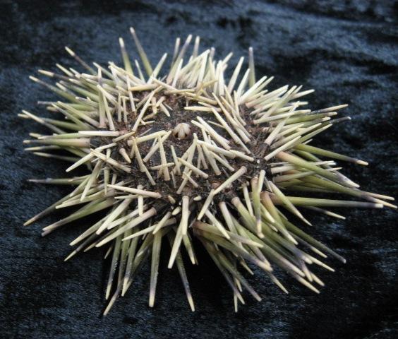 Specimen: Sea Urchin (IM-200, IM-212) Physical description: The sea urchin is a globe shaped organism without arms or legs.