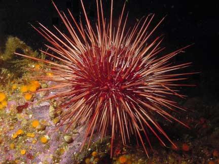 The spiny covering explains why sea urchins are known as the porcupines of the sea.