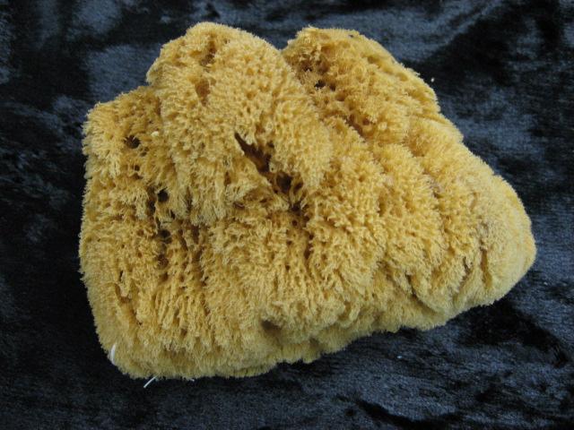 Specimen: Sponge (IM-190) Physical description: Sponges are the most primitive of multicellular animals. Having no organs or tissues, sponges exist at only the cellular level.