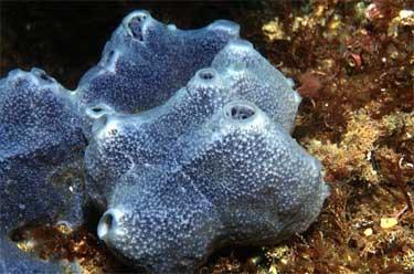 Habitat: Sponges are found in the deepest oceans to shallow reef areas and in both cold and tropical regions. Diet/feeding: Sponges are filter feeders.