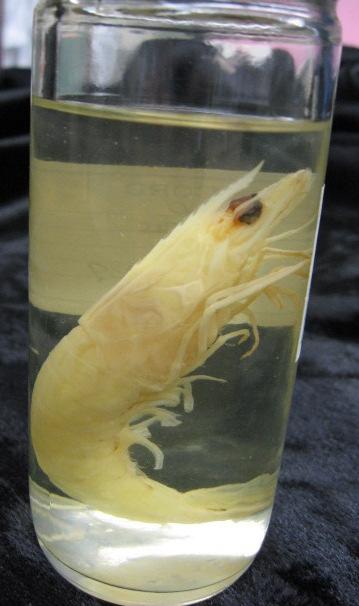Specimen; Shrimp (IM-239) Physical description: Shrimp have a compressed or elongated body with long legs and antennae.
