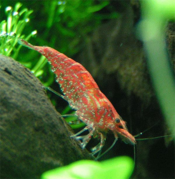 They have 5 pairs of jointed walking legs, 5 pairs of swimming legs (swimmerets), and 3 pairs of maxillae, or feeding appendages, on the abdomen. Shrimp also have two pairs of sensory antennae.