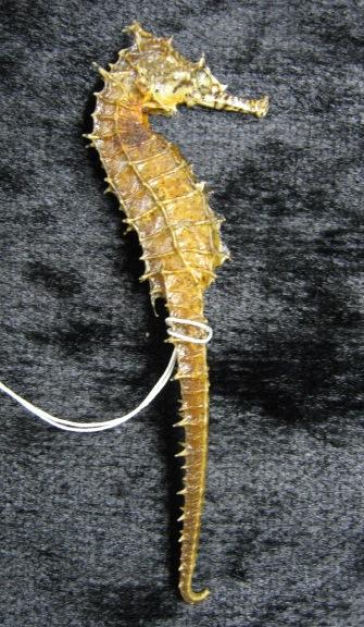 Specimen: Seahorse (F-2339) Physical description: Seahorses are actually small fish. They can grow from ¼ inch to one foot in size.