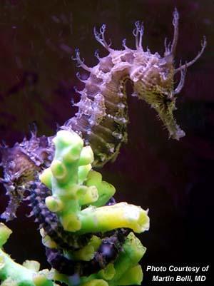 As the name implies, the seahorse has a horse-like head, which has a narrow snout used for sucking. Its skin is stretched over many bony plates that appear as rings around its trunk.