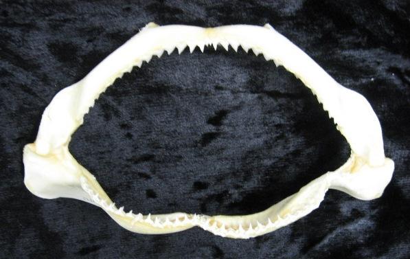 Specimen: Tiger Shark (Jaw, F-1993) Physical description: The tiger shark gets its name from the dark stripes on its gray back.