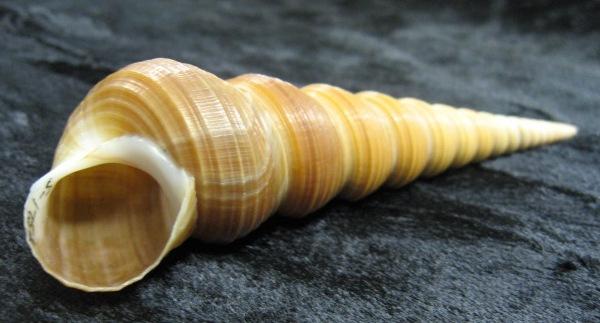 Specimen: Auger Turritella (S-1752) Physical description: The auger turritella shell is a tall, slender, sharply pointed cone.
