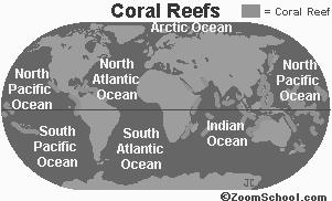 Coral reefs are home to a rich diversity of organisms including the coral itself, sponges, fish, sharks, jellyfish, anemones, sea stars, crustaceans, turtles, and mollusks.