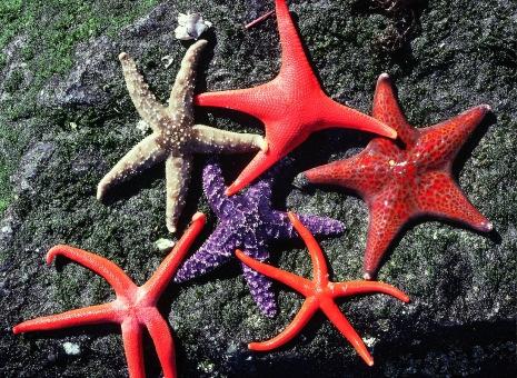 Specimen: Sea Star (IM-197) Physical description: Ranging in size from ½ inch to over 2 feet wide, sea stars generally have anywhere between five to 200 arms, or rays.