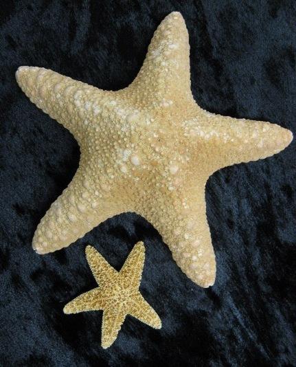 Habitat: Sea stars can be found in shallow pools of sea water and on rocks under the water. Diet/Feeding: Sea stars eat shelled animals like oysters and clams.
