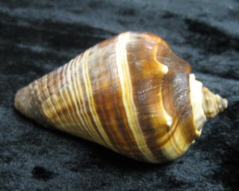Specimen: Cone (S-1740) Physical description: Members of the Conidae family have been collected for centuries for their unique shells.