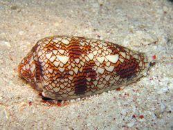 Movement: These marine snails move along the ocean floor much like land-dwelling snails.