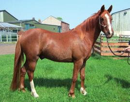 These include heart and lung conditions, problems with joints and limbs, and laminitis.