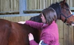 Horses store their weight in different areas, so an average of these scores will produce a more accurate assessment. 1.