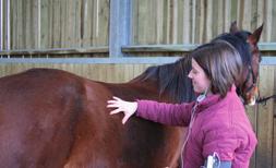 Look at the body fat guide and score your horse out of five for his neck and shoulder. 3. Lay your hand across your horse s back. Ideally, your hand should arch over the spine.