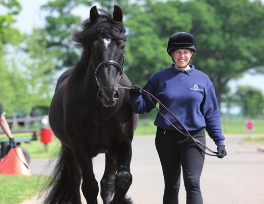 Helpful tips Here are a variety of ways to help your horse shape up. If your horse is very overweight, contact your vet before making any changes.