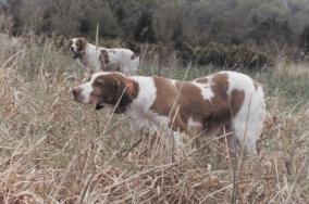 Quail Hollow Kennels Purveyors of the Classic American Brittany. Personal shooting dogs line bred for over 40 years. Pups, started & trained.