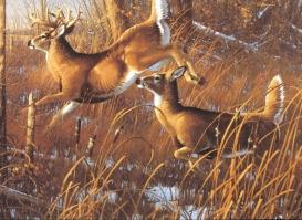 Vol. 16, No. 1 August 2002 PROGRAMS & RESEARCH 2002 Hunting Issue 61 New Jersey s Outstanding Deer Program What is an Outstanding Deer? An outstanding deer can be many things to many different people.