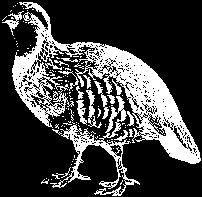 Guided Pheasant Hunts Now Available! Storm Puppies Available Spring 2003! Dave Weidner (609) 234-2100 email: Stormout@optonline.net www.storm-outfitters.