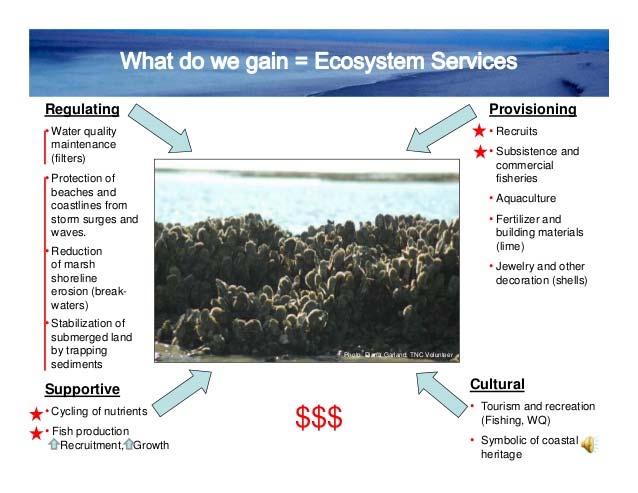 Why restore shellfish reefs?